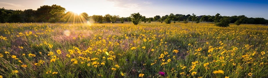 flowers in field